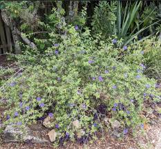 Image result for Ruellia praetermissa