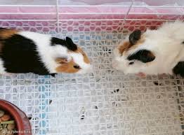 Aperea ）、 艷豚鼠 （ c. è·å…°çŒªå›¾ç‰‡å…è´¹ä¸‹è½½ è·å…°çŒªç´ æ è·å…°çŒªæ¨¡æ¿ å›¾è¡Œå¤©ä¸‹ç´ æç½'