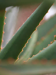 Image result for Aloe excelsa