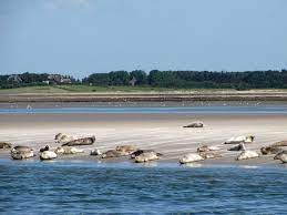 Unbeschreiblich schöne landschaften, pflanzen und auch eine vielfalt an tierischen bewohnern wie zum beispiel krebse, wattwürmer oder auch kegelrobben sind hier zu sehen. Nationalpark Schleswig Holsteinisches Wattenmeer Reisefuhrer Auf Wikivoyage