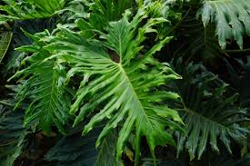 Selloum, hope plant, lacey tree, native: How To Care For A Philo Or Philodendron Selloum Hope Houseplant Dengarden