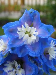 See more ideas about beautiful flowers, flowers, pretty flowers. Aurora Blue Delphinium Wonderful Flowers Delphinium Blue Delphinium