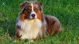 Crossing Trails Australian Shepherds And Mas Therapy Dogs Service Dogs Working Dogs
