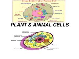 Check spelling or type a new query. Ppt Plant Animal Cells Powerpoint Presentation Free Download Id 5848553