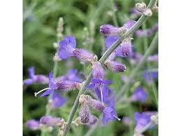 Image result for Perovskia atriplicifolia lacey blue photo