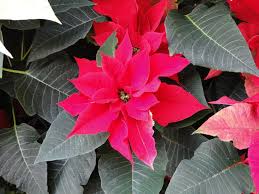 Image result for Euphorbia pulcherrima