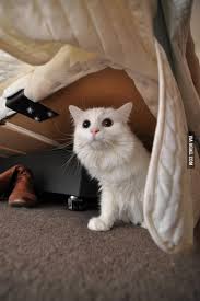 Hiding Under The Bed From The Big Bad Vacuum Monster Cute Little Animals Cats Cute Animals