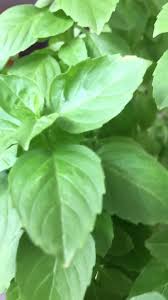 Image result for Ocimum lamiifolium