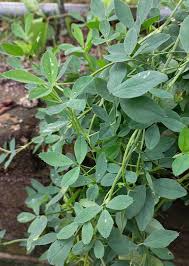 Image result for Medicago sativa