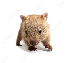 Image result for Common wombat