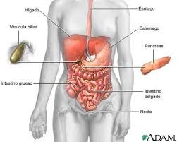 Conducto Pancreatico Principal Buscar Con Google Womens Health Womens Health Magazine Workout Motivation Women