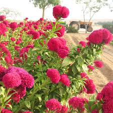 Celosia Chief Dark Rose Organic Flower Garden Flowers Long Lasting Flower