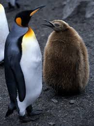 Since the 1980s, the vegetation has encroached greatly on these breeding grounds, indicating a corresponding population collapse. Pdf King Penguin