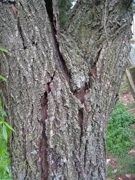 Golden weeping willow tree is the most typical of the weeping willows, although there are many other willow selections with weeping habits. What Is Happening To This Weeping Willow Lawnsite Is The Largest And Most Active Online Forum Serving Green Industry Professionals