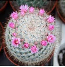 This placement gives you privacy and also how to feng shui your bedroom: Where To Place Your Cactus To Ensure Good Feng Shui Feng Shui Articles