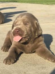 Silver labrador breeders, silver lab puppies, charcoal lab puppies, tennessee. Labrador Retriever Puppy Dog For Sale In Circleville Ohio