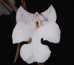 Image result for Habenaria macrandra