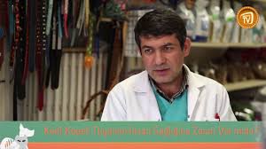 Kedi Kopek Tuyunun Sagliga Zarari Var Mi Yemek Tarifleri Guzellik Bakim Saglik Ve Yasam
