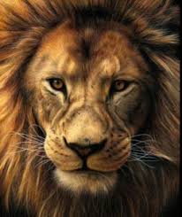 Then, detail the lion's face. How To Draw A Realistic Lion Face Step By Step