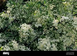 Image result for Pyracantha coccinea soleil d'or
