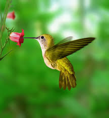 Check spelling or type a new query. Attract Nature S Smallest Flyer With This Hummingbird Food Recipe Garden Therapy