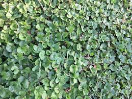 Star jasmine, known as trachelospermum jasminoides and confederate jasmine, can be grown in many different forms. In The Garden Winter Hardy Jasmine May Survive Normal Winter On Arbor