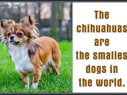 Feel free to browse hundreds of active classified puppy for sale listings, from dog breeders in pa and the surrounding areas. The Good And Not So Good Traits Of Chihuahua Terrier Mix Breeds Dogappy