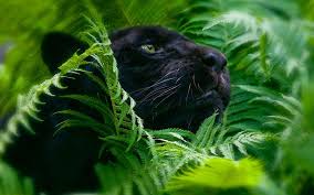 Black Panther Animal Desktop Wallpaper Black Panther In Leaves 2880x1800 Wallpaper Teahub Io Best hd wildlife photos from national geographics, animal planet and professional photographers. black panther animal desktop wallpaper