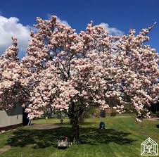 Wir Pflanzen Einen Baum Aber Welchen Garten Pflanzen Pflanzen Garten