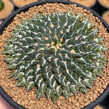 Image result for Kotschya carsonii