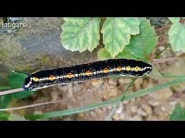 So kena banyak bersabar dan berusaha dalam menangani masalah ini. Ulat Kupu Kupu Yang Sangat Cantik Youtube Di 2021 Kupu Kupu Kecantikan Youtube