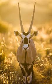 You Can Find Beisa Oryx In The Arid Areas Of Somalia And East Africa Because Of Their Clever Ability To Raise Body Tempe Nature Animals African Animals Animals