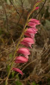 Image result for Gladiolus crassifolius