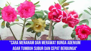 Gambar bunga kemboja cara menanam. Cara Menanam Dan Merawat Bunga Adenium Agar Tumbuh Subur Dan Cepat Berbunga Magersena