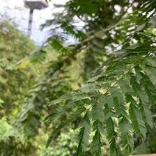 Connie Hogan (conniehogan1)