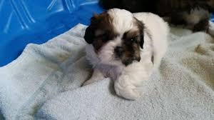 But did you know that the purebred shih tzu has a regal. Shih Tzu Puppies For Sale In Binghamton New York Classified Americanlisted Com