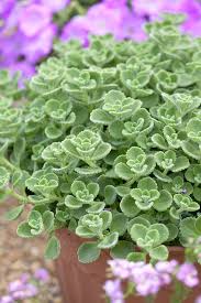 Image result for Coleus amboinicus