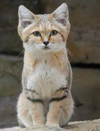 This Is A Sand Cat And Although They Live In The Wild They Are No More Dangerous Than Your Average House Cat Aww