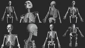 Apps for ios, macos, android and windows. Artstation 3d Human Skeletal System Palkansh Khandelwal