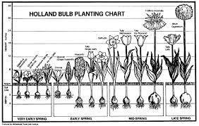 Here's how to identify plants with google and bing. Plant Bulb Identification Chart Bulb Planting Chart Planting Bulbs Garden Bulbs Fall Plants