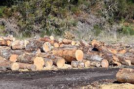 New and used items, cars, real estate, jobs, services, vacation rentals and more virtually anywhere in ontario. Free Firewood Lake TaupÅ Forest Trust