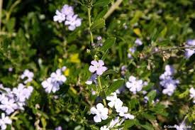 Image result for Freylinia