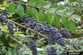 Image result for Ligustrum sinense