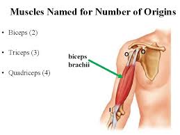 Muscles are generally attached at two points in the. Lab 7 Muscles And Muscle Tissue Gilbert R