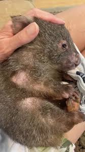 Image result for dead wombat