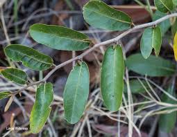 Image result for Hexalobus monopetalus