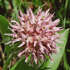 The round, flat flower heads of this deep pink native flower are deliciously scented of vanilla. Milkweed Seeds For Sale Milkweed Seeds Bulk Everwilde Farms