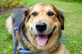 Améliorer leur culture générale par une meilleure. Sos Recherche Familles D Accueil Pour Chiens Et Chats Abandonnes Fondation Assistance Aux Animaux Actualites