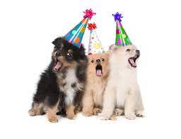 (no reviews yet) write a review. Puppies Singing Happy Birthday Wearing Party Hats Photograph By Katrina Brown