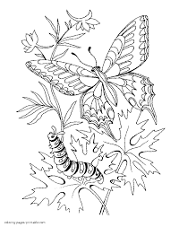 C for caterpillar premium vector. Butterfly And Caterpillar Coloring Pages Coloring Pages Printable Com